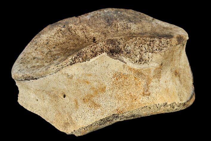 Hadrosaur (Edmontosaurus) Toe Bone - South Dakota #113606